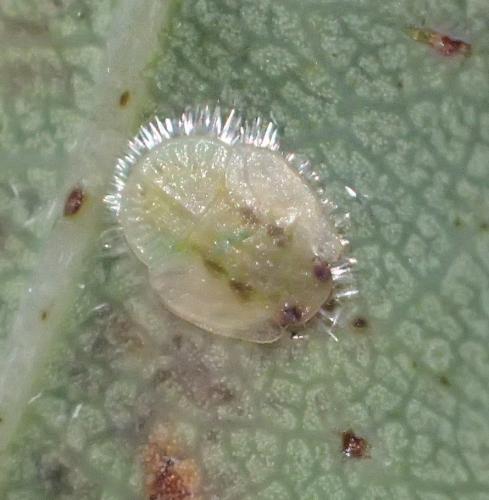 Trioza remota